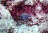 Blue-spotted Boxfish