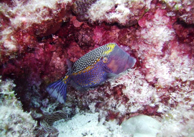 NE Tokashiki - Blue-spotted Boxfish