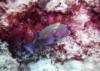 Blue-spotted Boxfish