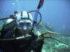 Diver & lobster head (found sitting on reef, probably a nice meal for some lucky predator) - joshmurphy