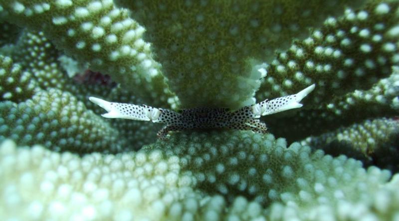 NE Tokashiki - Tiny spotted crab hiding in hard coral