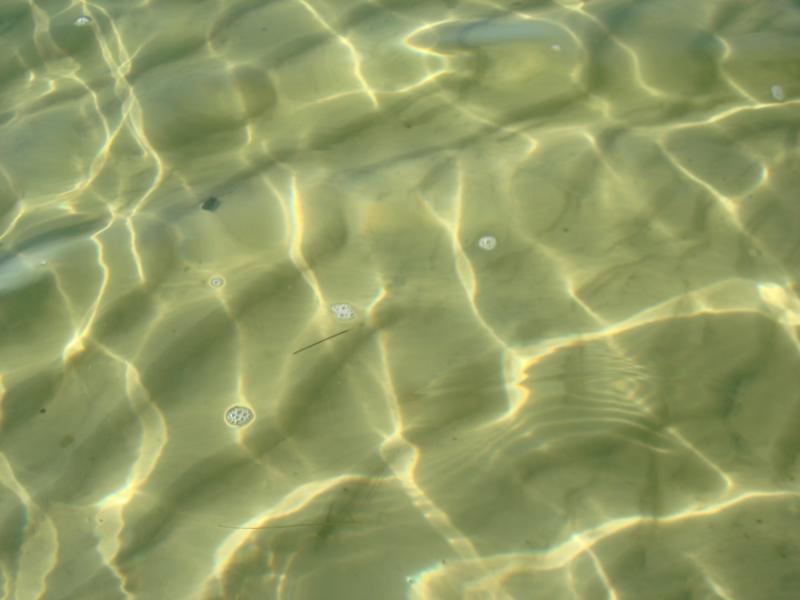 St. Andrews State Park Jetties - Kiddie Pool - Jetty’s4