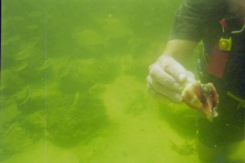 St. Andrews State Park Jetties - Kiddie Pool - Underwater2