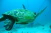 Sabang Wreck - a huge turtle just lounging around the site