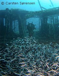 Sabang Wreck - Sabang Wreck - Wheel House