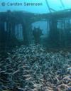 Sabang Wreck - Sabang Wreck - Wheel House