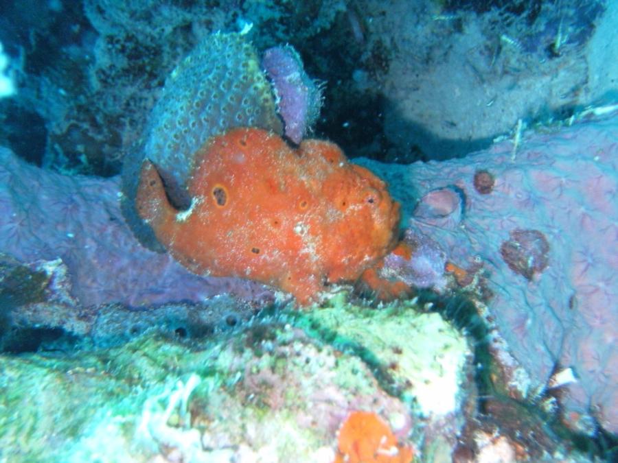 Bari Reef - Frogfish