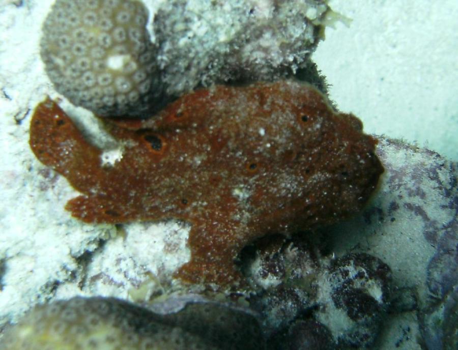 Bari Reef - Another frogfish