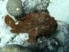 Bari Reef - Another frogfish