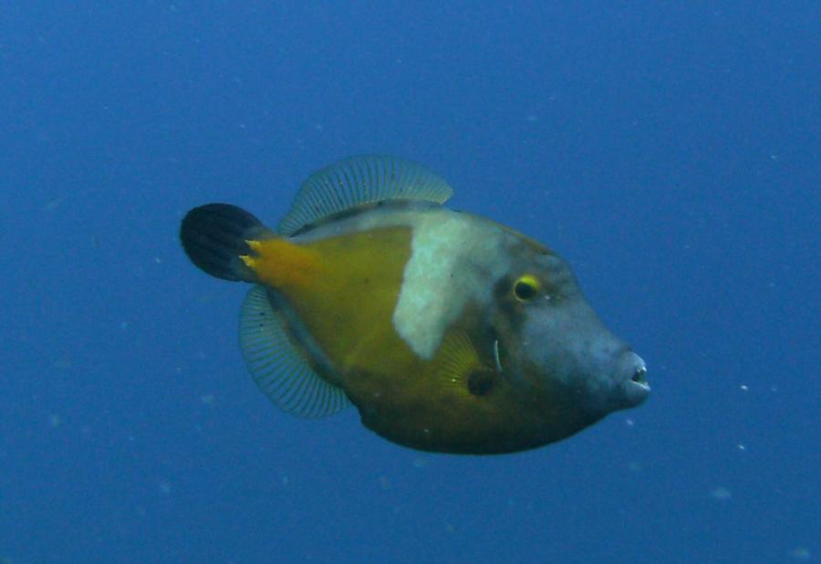 Bari Reef - White Spotted Filefish