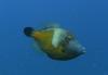 Bari Reef - White Spotted Filefish