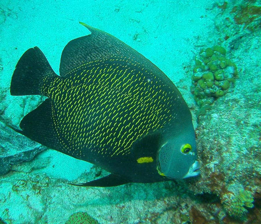 Bari Reef - Angelfish