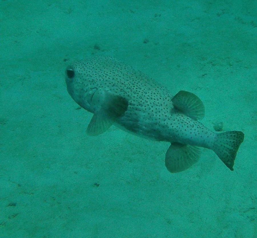 Bari Reef - Puffer