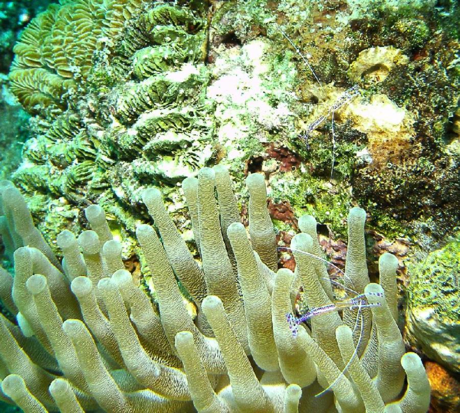 Bari Reef - Petersons shrimp
