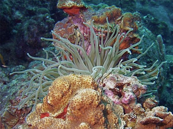 Bari Reef - anemone