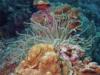 Bari Reef - anemone