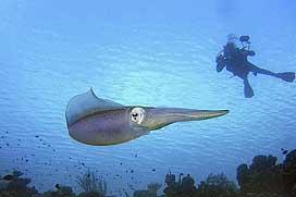 Bari Reef - Bari Reef - squid