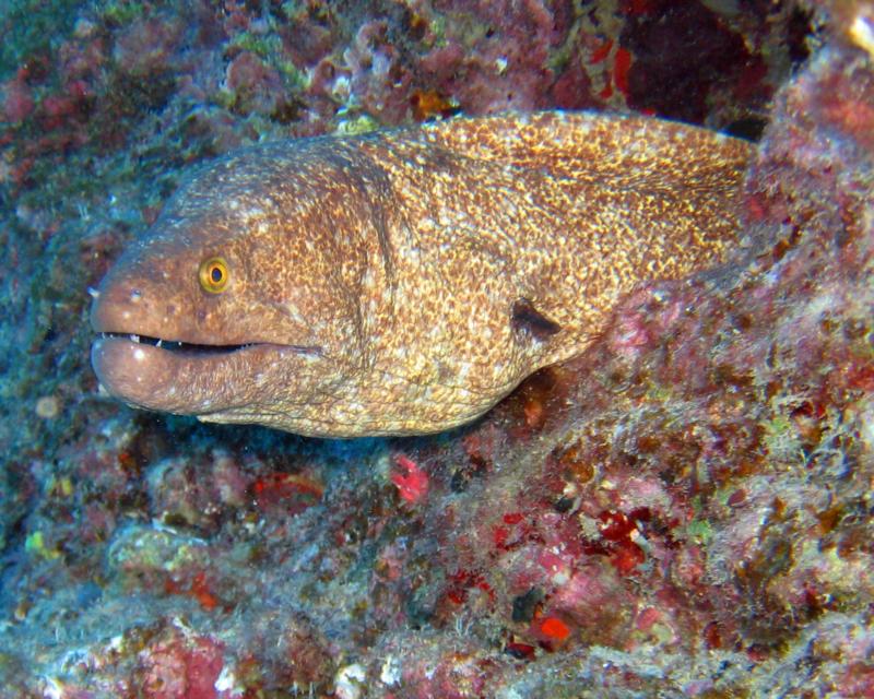 Corsair - one of the eels that lives in the plane