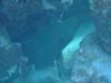Angel City - moray eel