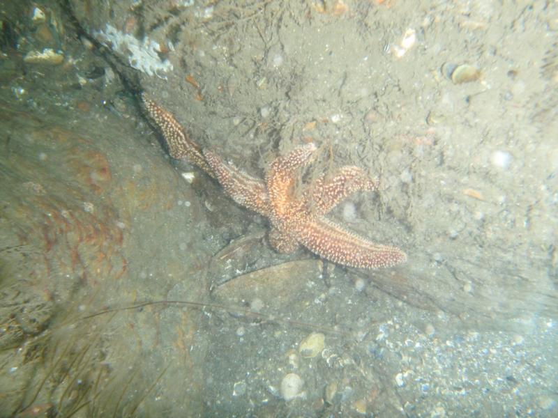 Fort Adams - Some sea stars on a rock