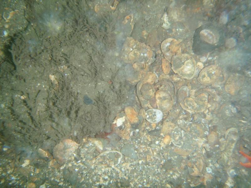 Fort Adams - A bunch of of clam shells