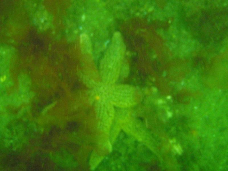 Fort Adams - Some sea stars cuddling