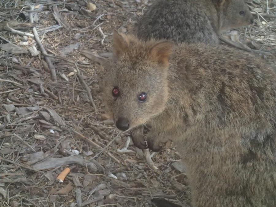 Rottnest Island - Quakkos on the Island