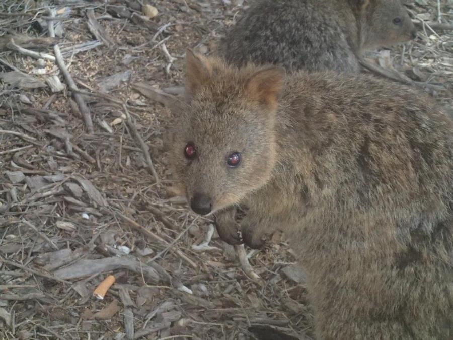 Rottnest Island - Quakkos on the Island