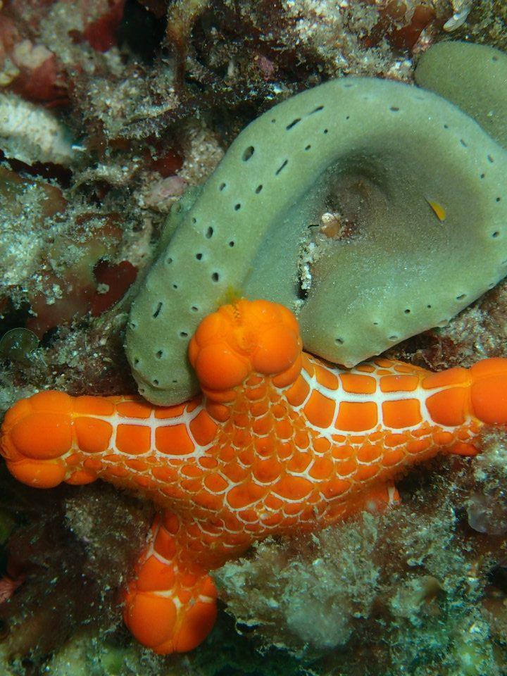 Rottnest Island - Starfish