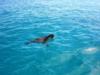 Rottnest Island - Seal