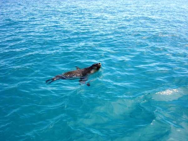 Rottnest Island - Seal