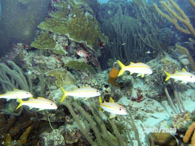 Buddy’s Reef aka Buddies Dive Resort - Clean and Safe