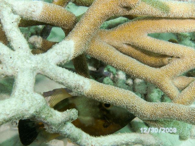 Buddy’s Reef aka Buddies Dive Resort - Fish and Coral