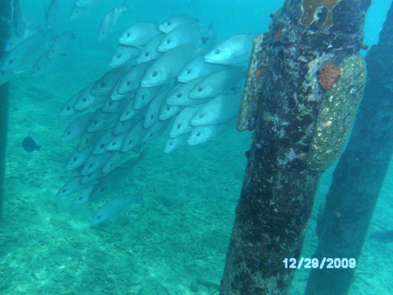 Buddy’s Reef aka Buddies Dive Resort - Right Under the Pier