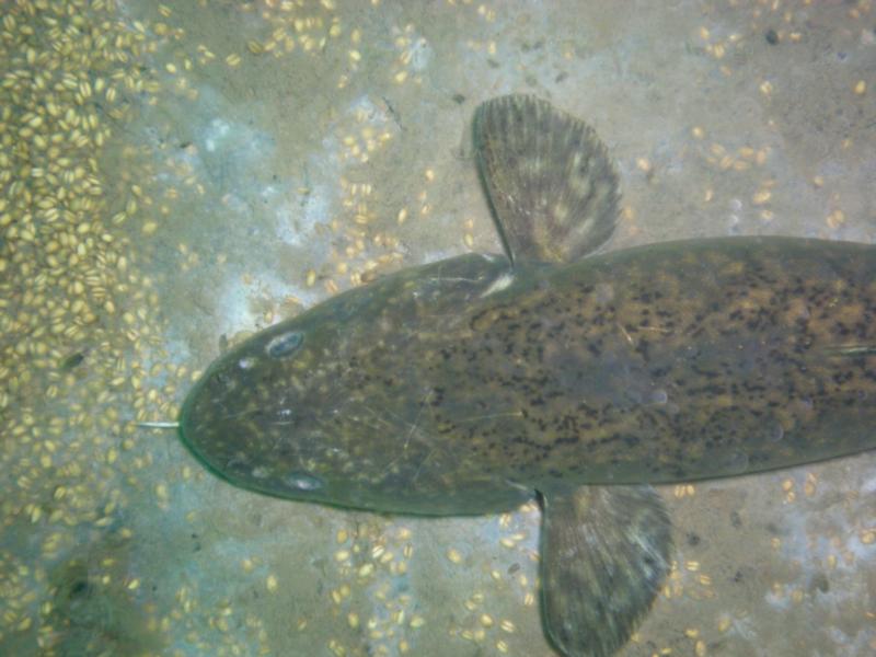 Grain Barge - Fish Eating Grain