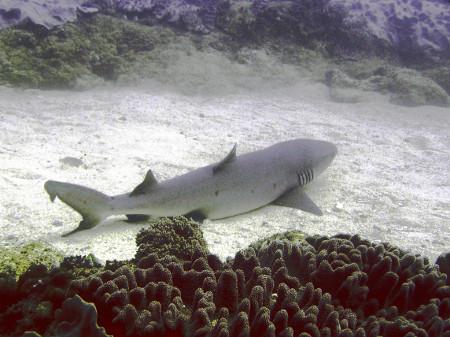 Shark Point Mombasa Kenya - White Tip Reef Shark near Shark Point