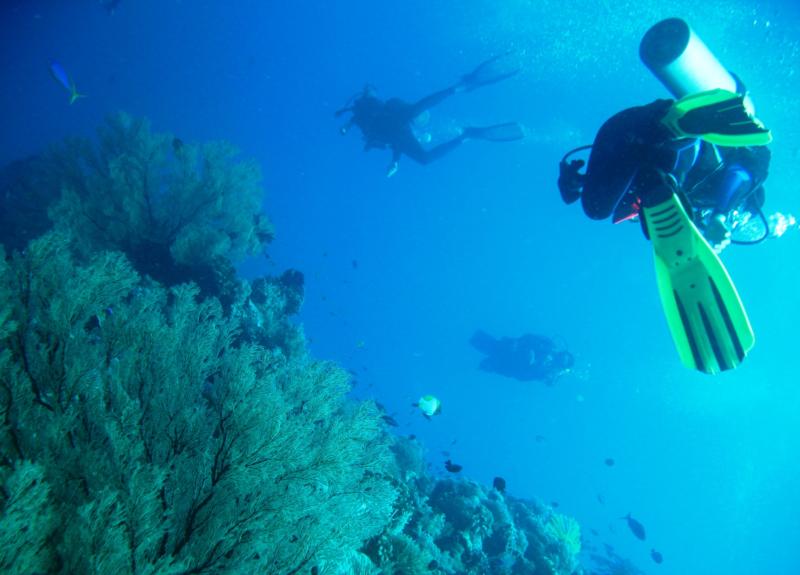 Tubbataha Reefs National Park - great viz!