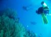 Tubbataha Reefs National Park - great viz!