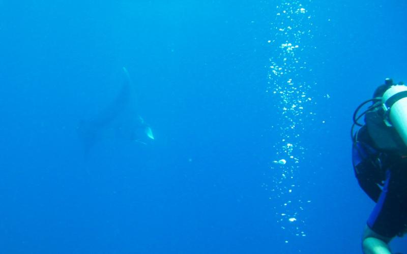 Tubbataha Reefs National Park - manta!