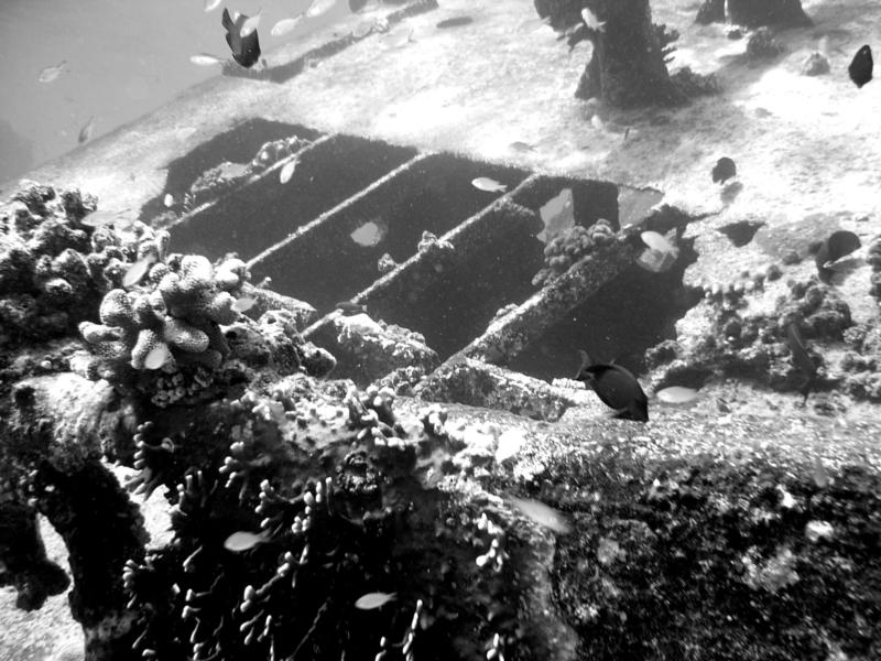 Tubbataha Reefs National Park - malayan wreck tubbataha