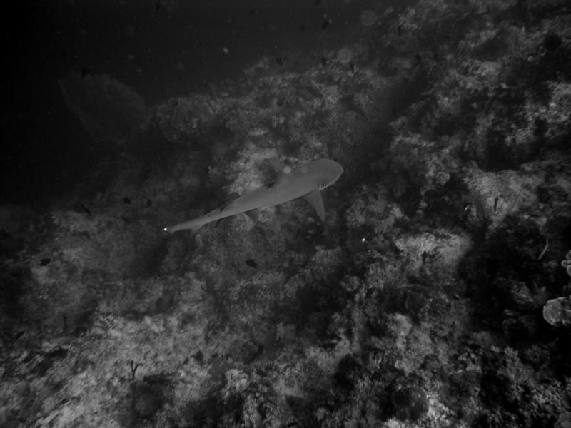 Tubbataha Reefs National Park - white tip