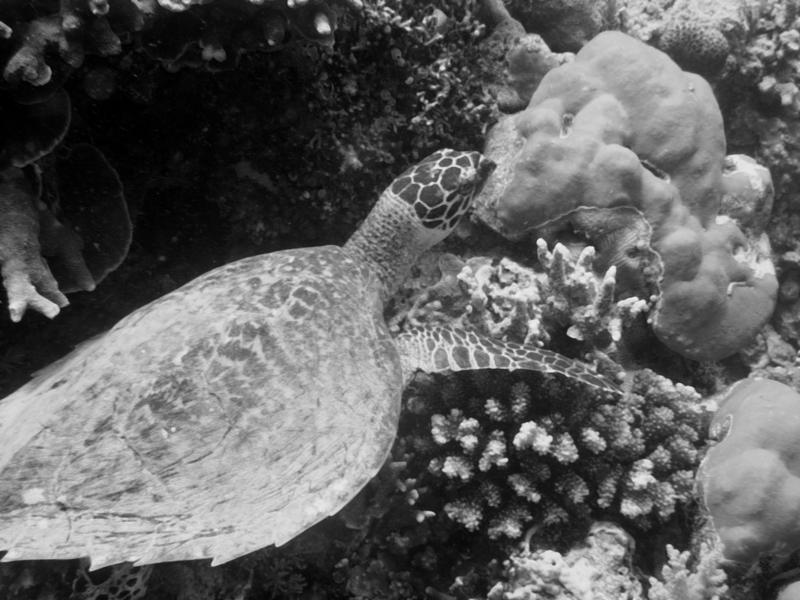 Tubbataha Reefs National Park - pawikan turtle