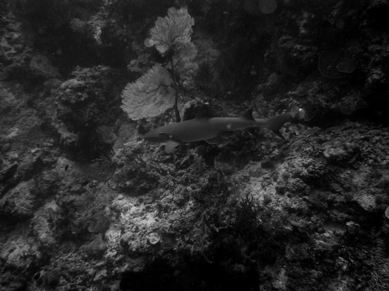 Tubbataha Reefs National Park - a reef shark