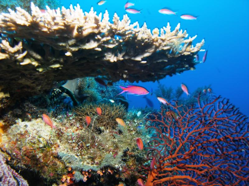 Tubbataha Reefs National Park - Tubbataha