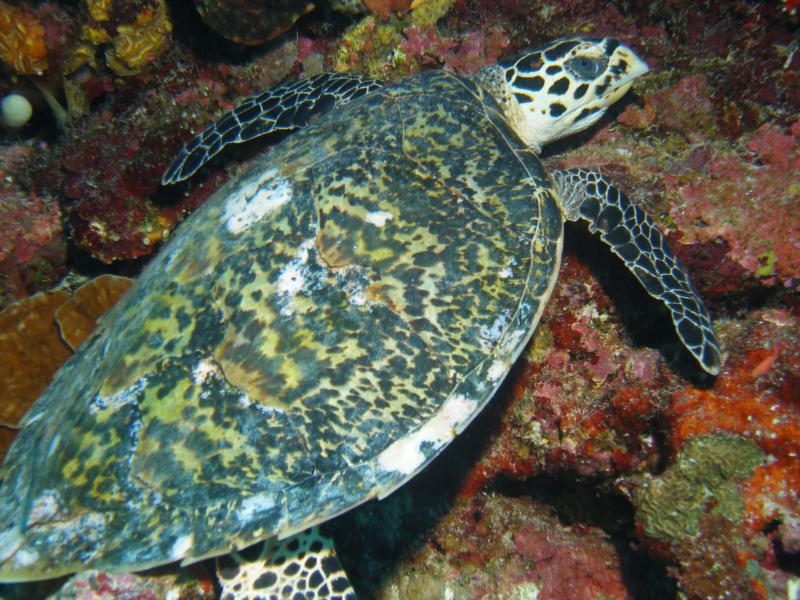 Tubbataha Reefs National Park - Tubbataha