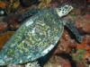 Tubbataha Reefs National Park - Tubbataha