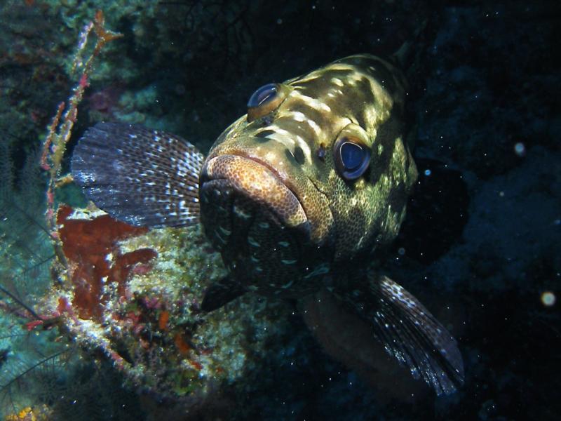 Tubbataha Reefs National Park - Tubbataha