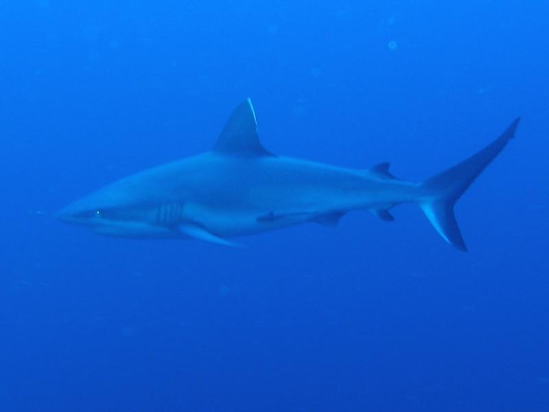 Tubbataha Reefs National Park - Tubbataha