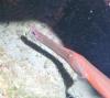 Trumpetfish - Agojo