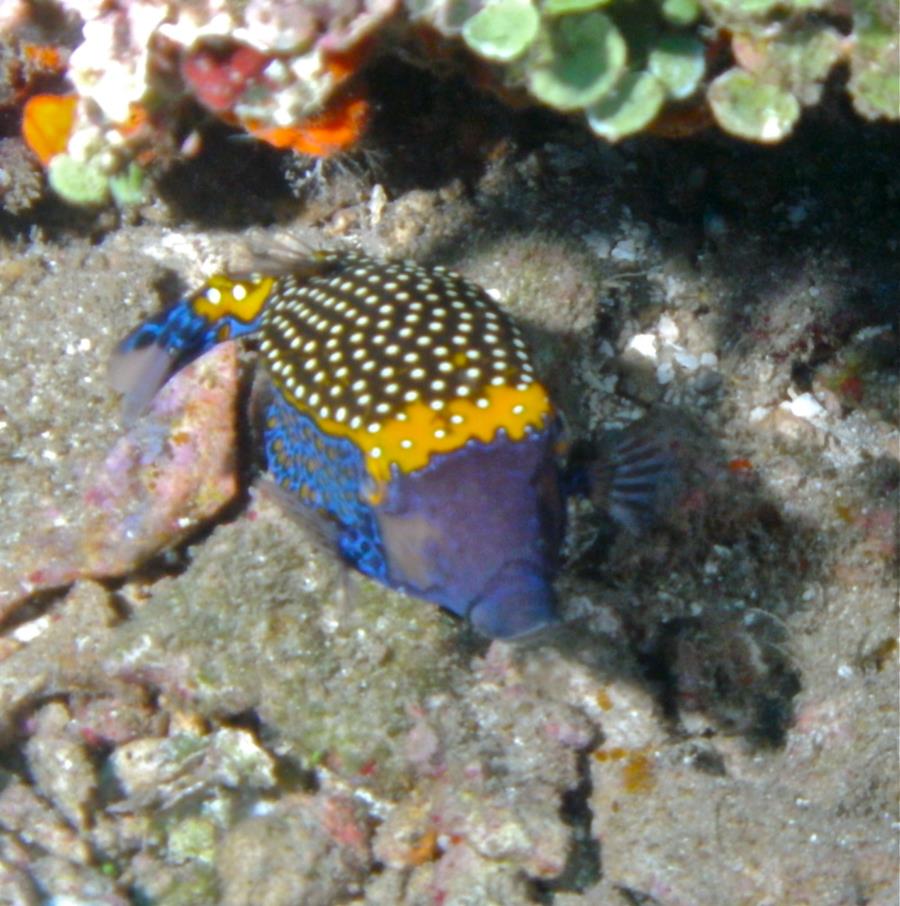 Mayon View Resort Reef - Fish